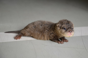 Baby otter