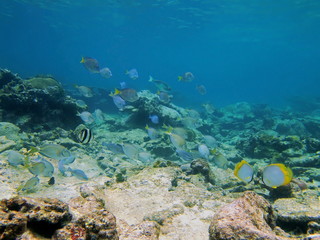 School of fish in the Caribbean sea