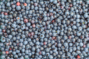 Wild Blueberries