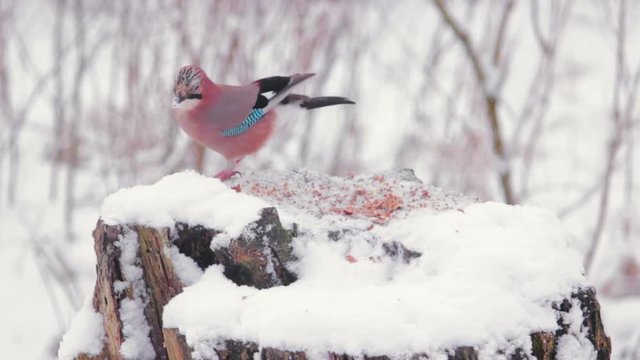 eurasian jay birds at the feeder in winter city park