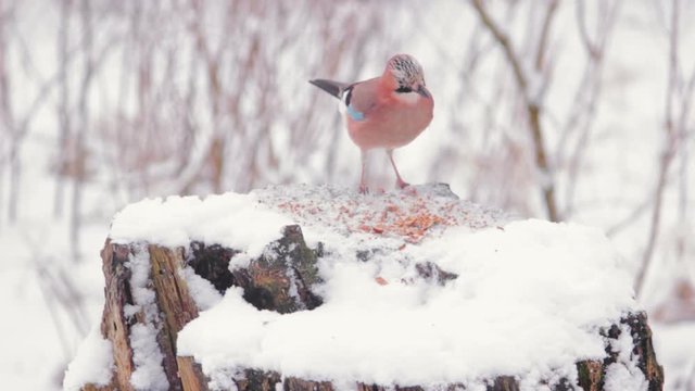 eurasian jay at the feeder in winter city park