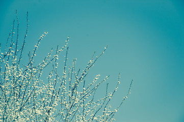 Tree blossom against blue sky background. Dreamy.
