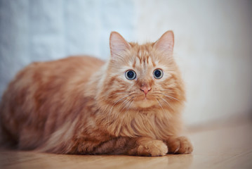Portrait of a fluffy striped cat, red color