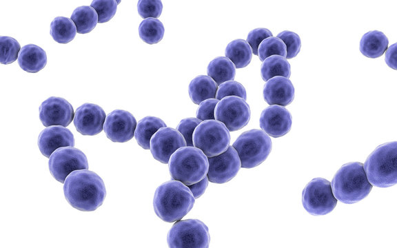 Bacteria Peptostreptococcus, anaerobic Gram-positive cocci, they are part of human microbiome in intestine and also cause inflammations of different location, 3D illustration