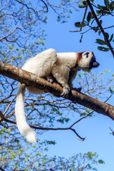 Sifaka lemur
