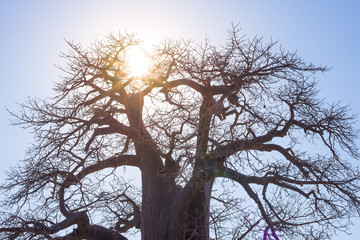 Baobab with sun star in backlight, african savannah with clear blue sky at sunrise. Botswana, one of the most attractive travel destination in Africa.