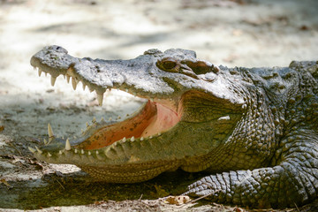 Crocodile mouth