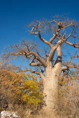 Fototapeta na wymiar Baobab plant and moon in the african savannah with clear blue sky. Botswana, one of the most attractive travel destination in Africa.
