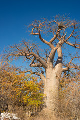 Baobab plant and moon in the african savannah with clear blue sky. Botswana, one of the most attractive travel destination in Africa.