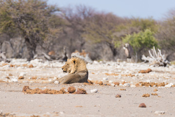 Lion lying down on the ground. Wildlife safari in the Etosha National Park, Namibia, Africa.
