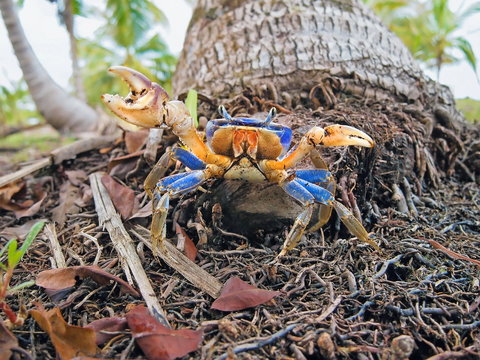 A blue land crab, Cardisoma guanhumi, at the foot of a coconut tree trunk, Caribbean, Panama