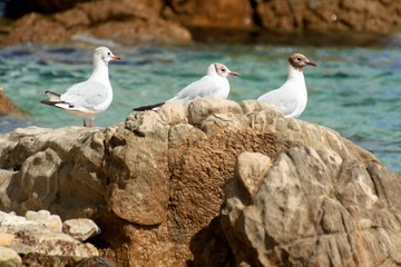 Obraz premium Beautiful gulls on the shore of the Adriatic Sea in Croatia