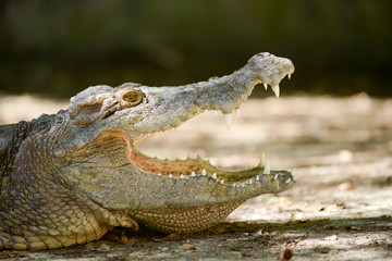 Crocodile mouth