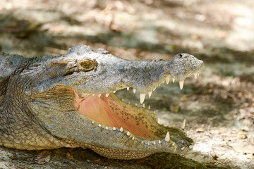 Crocodile mouth