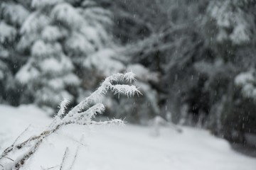 Nature covered in snow during deep winter. Slovakia