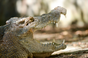 Crocodile mouth