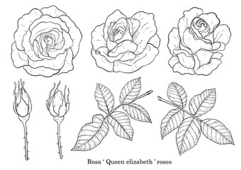 Rose vector set by hand drawing.Beautiful flower on white background.Rose art highly detailed in line art style.Rosa queen elizabeth rose