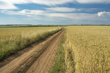 Field of wheat Landscape with curved path