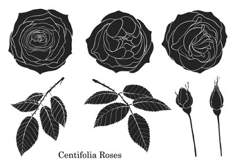 Rose vector set by hand drawing.Beautiful flower on white background.Rose art highly detailed in line art style.centifolia rose for wallpaper