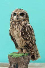 owl