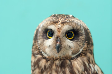 owl