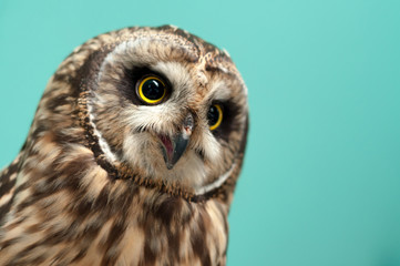 owl