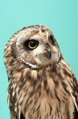 owl