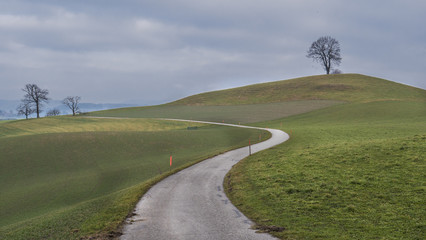 Auf der winterkahlen Rinderweid im Emmental, Gemeinde Eriswil