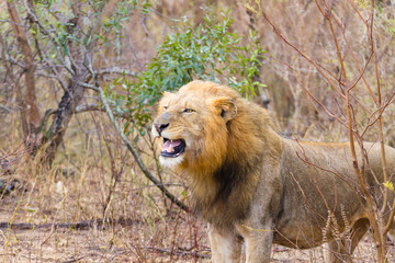 Lion from Kruger National Park, South Africa