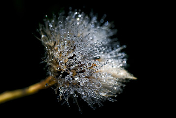 Natures Diamonds / Water droplets on a Dandelion clock