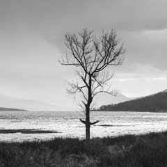 Etive Tree / A square monochrome image of a lone tree at the head of Loch Etive, Argyll and Bute, Scotland