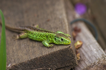 Male example of the sand lizard (Lacerta agilis).