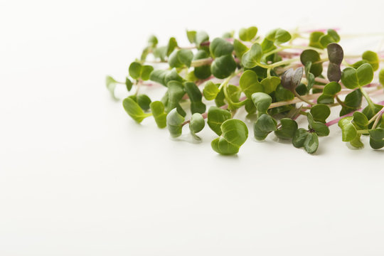 Micro greens sprouts isolated at white