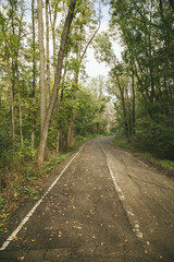 Fototapeta na wymiar Autumn road in the forest