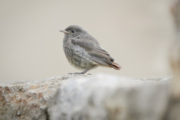 young bird