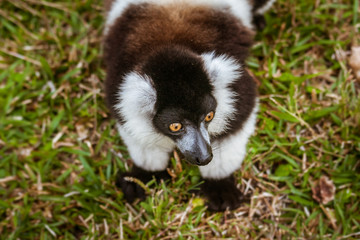 Lemur Vari