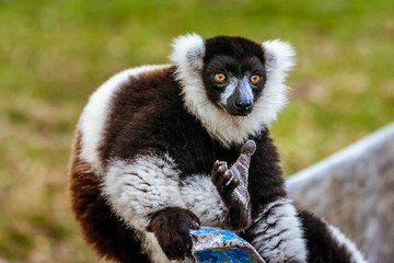 Lemur Vari