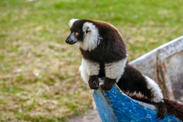 Lemur Vari