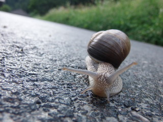 Dinamismo lento