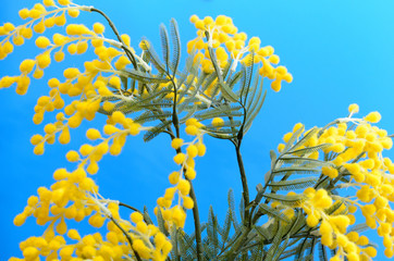 Fototapeta na wymiar A bouquet of yellow mimosa on a blue background.
