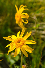 arnica montana