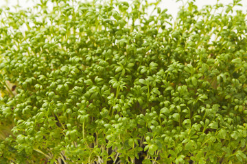 Organic growing micro greens closeup