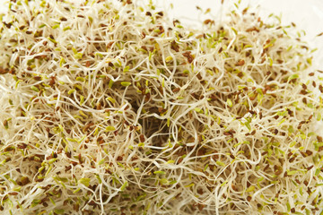 Organic growing micro greens closeup