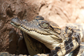 Fototapeta premium baby crocodile