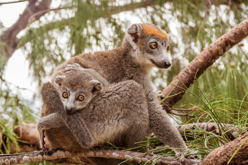 Mom and child Crowned lemur