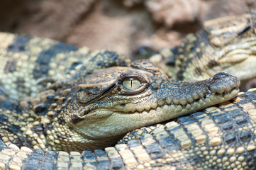 baby crocodile