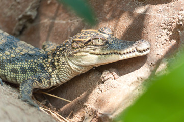 baby crocodile