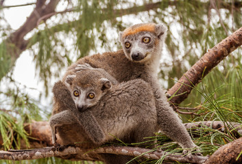 Mom and child Crowned lemur - obrazy, fototapety, plakaty