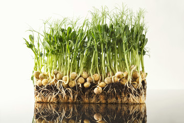 Organic growing micro greens closeup