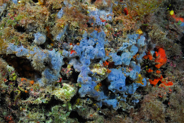 Anchinoe tenacior 796_042, esponja azul